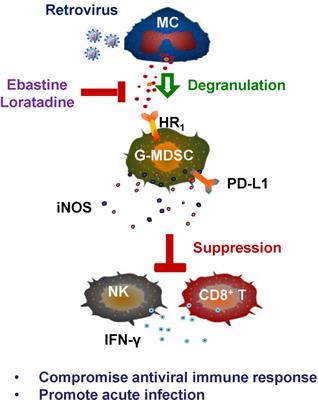 Mast Cell Activation Triggered by Retrovirus Promotes Acute Viral Infection